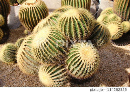 サボテン 114562326