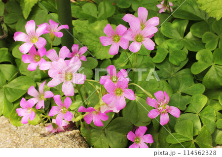 ムラサキカタバミ 114562328