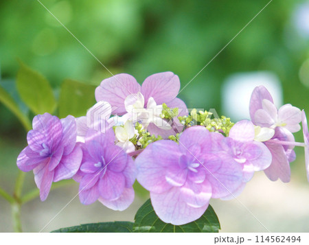 紫色のアジサイアップ 紫色のアジサイアップ 114562494