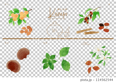 Herbal medicine vector illustration set 5 (apricot kernel, mulberry, reishi, shiso, Sanshishi) Herbal medicine vector illustration set 5 (apricot kernel, mulberry, reishi, shiso, Sanshishi) 114562544