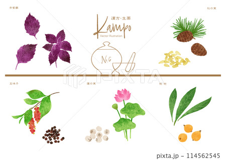 生薬ベクターイラストセット6(赤紫蘇・松の実・五味子・蓮子・枇杷) 生薬ベクターイラストセット6(赤紫蘇・松の実・五味子・蓮子・枇杷) 114562545