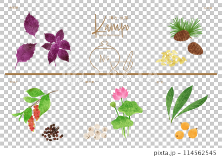 生薬ベクターイラストセット6(赤紫蘇・松の実・五味子・蓮子・枇杷) 生薬ベクターイラストセット6(赤紫蘇・松の実・五味子・蓮子・枇杷) 114562545