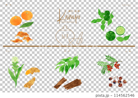 Herbal medicine vector illustration set 7 (Chinese peel, Kaffir lime, Turmeric, Eucommia, Japanese pepper) 114562546