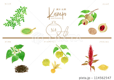 生薬ベクターイラストセット8(モリンガ・ナツメグ・どくだみ・ゴールデンベリー・アマランサス) 生薬ベクターイラストセット8(モリンガ・ナツメグ・どくだみ・ゴールデンベリー・アマランサス) 114562547