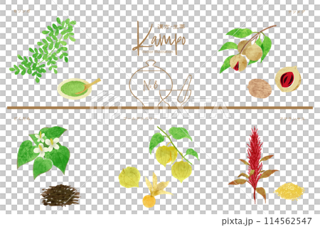 生薬ベクターイラストセット8(モリンガ・ナツメグ・どくだみ・ゴールデンベリー・アマランサス) 生薬ベクターイラストセット8(モリンガ・ナツメグ・どくだみ・ゴールデンベリー・アマランサス) 114562547