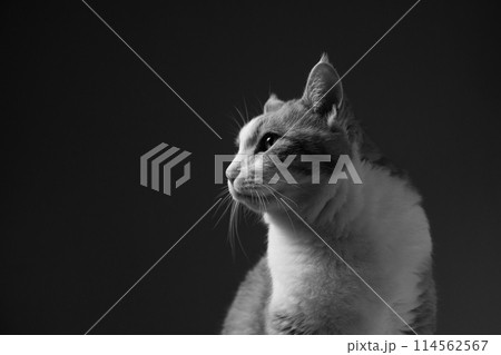 横を向く猫 横を向く猫 114562567