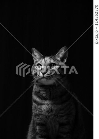 斜め上を見る猫 斜め上を見る猫 114562570