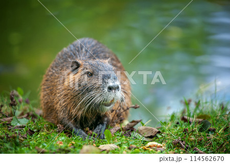 Muskrat on the bank of a river or pond Muskrat on the bank of a river or pond 114562670