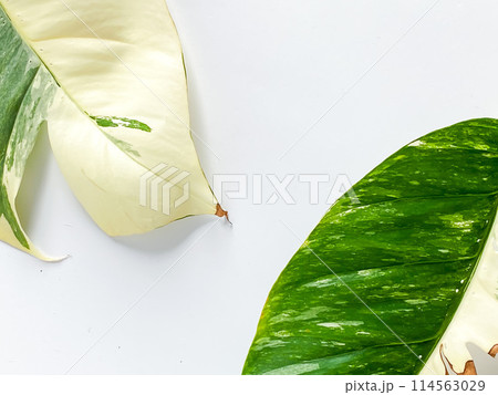 Epipremnum Pinnatum Variegate Leave on the white background 114563029