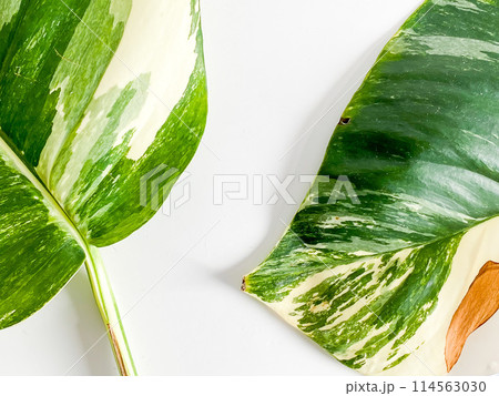 Epipremnum Pinnatum Variegate Leave on the white background 114563030
