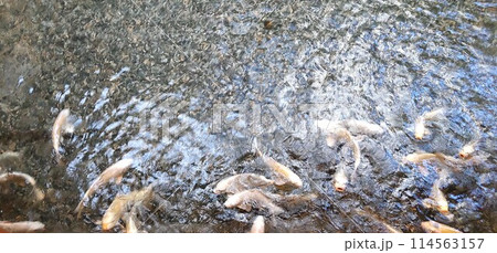 ホテル雅叙園東京の鯉 114563157