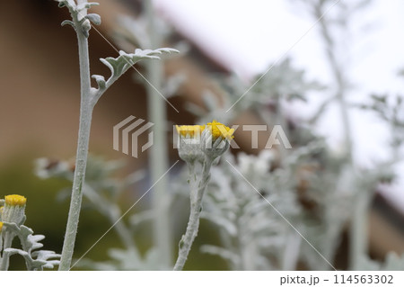 春の庭に咲くシロタエギクの白い葉と黄色い花 114563302