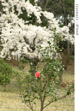 桜と椿 桜と椿 114563551