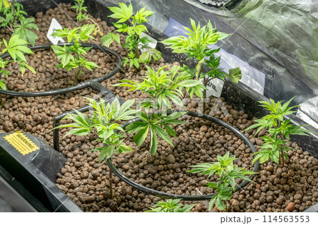 Medical Cannabis Sativa plants growing indoors Lab system legal light drugs medication medicine concept selective focus Medical Cannabis Sativa plants growing indoors Lab system legal light drugs medication medicine concept selective focus 114563553