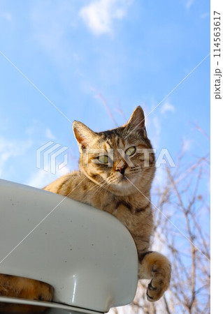 青空の下で車の屋根に乗ってる野良猫 114563617