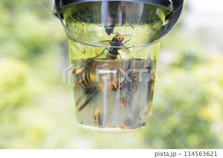 スズメ蜂取り 114563621