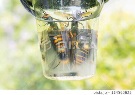 スズメ蜂取り 114563623