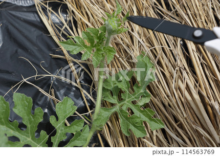 スイカ畑に定植して二週間後摘心 114563769