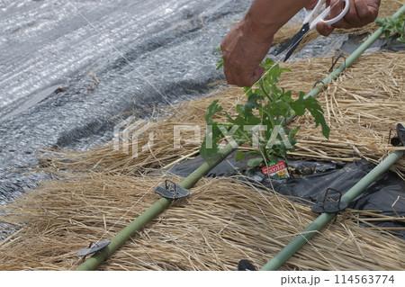 スイカ畑に定植して二週間後摘心 スイカ畑に定植して二週間後摘心 114563774