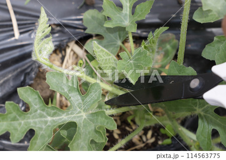 スイカ畑に定植して二週間後摘心 スイカ畑に定植して二週間後摘心 114563775