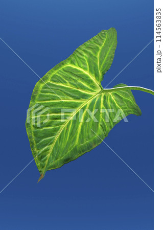 Leaves against the sky Leaves against the sky 114563835
