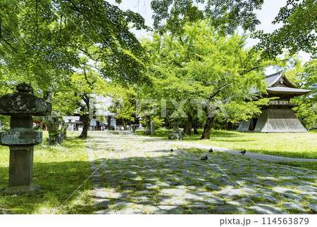 新緑の陸奥国分寺薬師堂 114563879