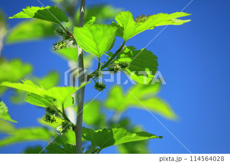 桑の花 桑の花 114564028