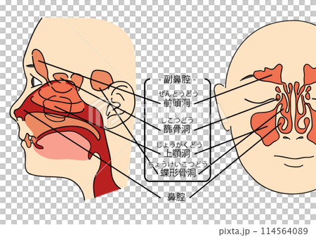 向量繪製的鼻腔前部和輪廓的彩色插圖 114564089