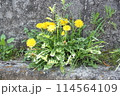 アスファルトに咲くタンポポ 114564109