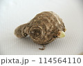 芽出しをしたショウガ 114564110