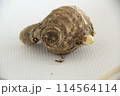 芽出しをしたショウガ 114564114