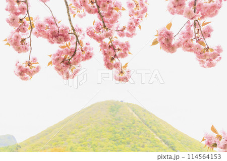 榛名山 榛名富士 榛名湖 八重桜 榛名山 榛名富士 榛名湖 八重桜 114564153
