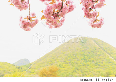 榛名山　榛名富士　榛名湖　八重桜 114564157