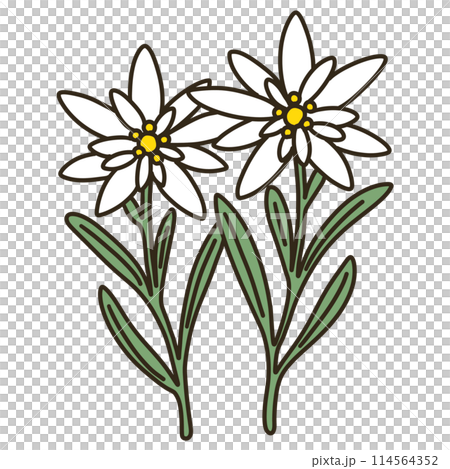 雪絨花 雪絨花 114564352