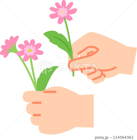 摘んだ花を持つ手 114564361
