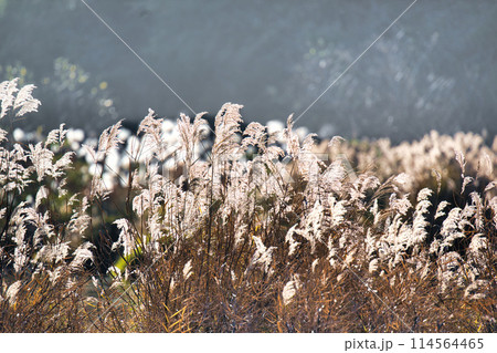 キラキラ すすき キラキラ すすき 114564465