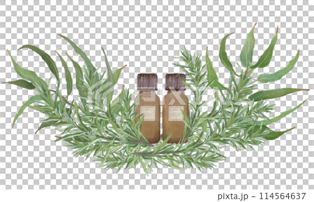Rosemary, eucalyptus and essential oil bottles, essential oils & aroma, aromatic plants 114564637
