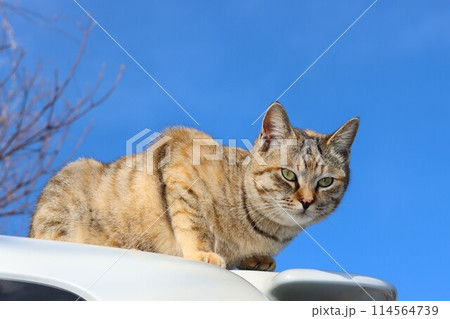 青空の下で車の屋根に乗って見つめる野良猫 114564739