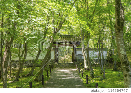 京都　新緑に包まれた地蔵院（竹寺）　総門 114564747