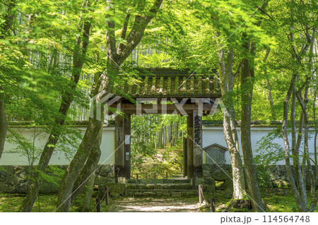 京都 新緑に包まれた地蔵院(竹寺) 総門 京都 新緑に包まれた地蔵院(竹寺) 総門 114564748