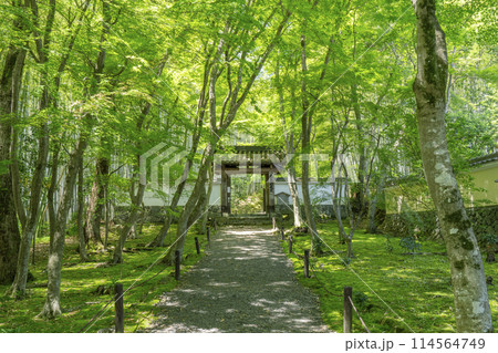 京都　新緑に包まれた地蔵院（竹寺）　総門 114564749