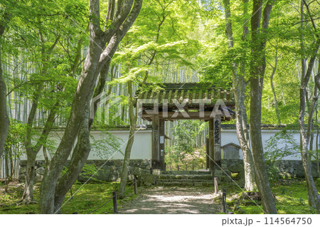 京都　新緑に包まれた地蔵院（竹寺）　総門 114564750