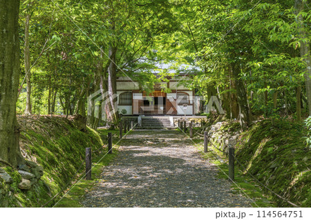 京都　新緑に包まれた地蔵院（竹寺）　本堂 114564751