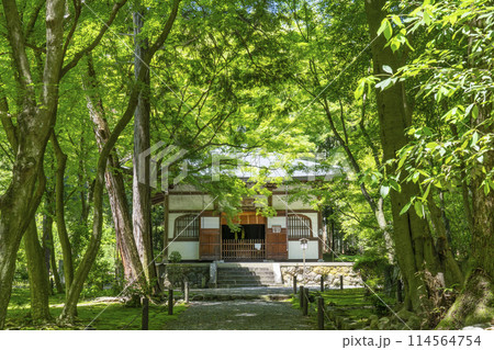 京都　新緑に包まれた地蔵院（竹寺）　本堂 114564754