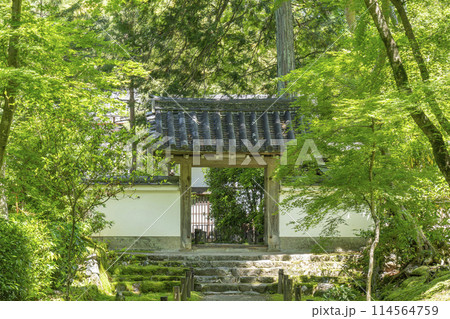 京都　新緑に包まれた地蔵院（竹寺）　中門 114564759