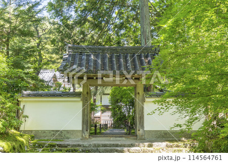 京都 新緑に包まれた地蔵院(竹寺) 中門 京都 新緑に包まれた地蔵院(竹寺) 中門 114564761