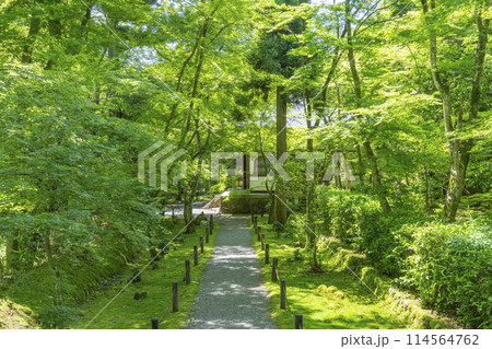京都　新緑に包まれた地蔵院（竹寺）　中門から見た本堂 114564762