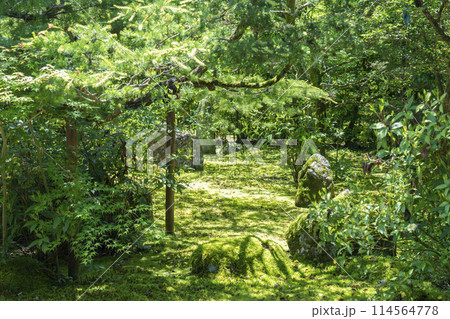 京都　地蔵院（竹寺）　方丈庭園　十六羅漢の庭 114564778