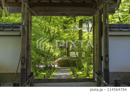京都　新緑に包まれた地蔵院（竹寺）　中門から見える本堂 114564784