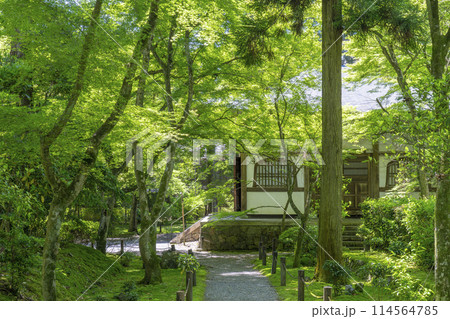 京都　新緑に包まれた地蔵院（竹寺）　中門から見える本堂 114564785